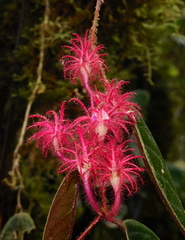 Columnea minor