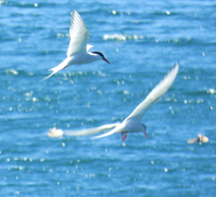 Sterna hirundinacea