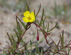 Camissonia dentata