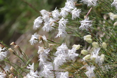 Dianthus plumarius praecox