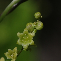 Muehlenbeckia hastulata