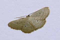 Scopula hypochra