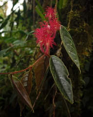 Columnea minor