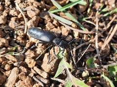 Meloe proscarabaeus
