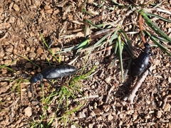 Meloe proscarabaeus