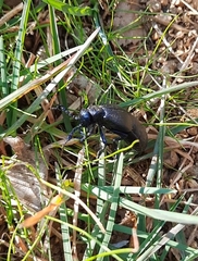Meloe proscarabaeus