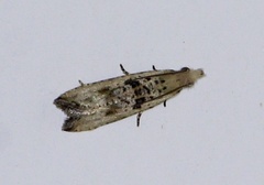 Bactra verutana