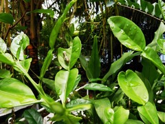 Papilio polytes romulus