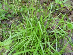Carex foenea