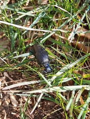 Meloe proscarabaeus