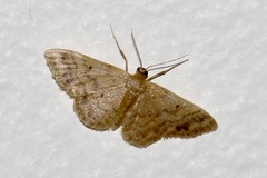 Idaea pilosata
