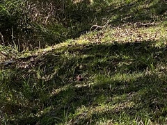 Carpodacus formosanus