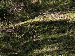 Carpodacus formosanus