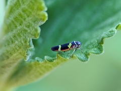 Macugonalia leucomelas