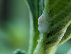 Macugonalia leucomelas