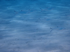 Scomberoides