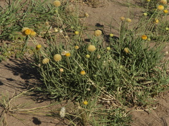 Gaillardia megapotamica