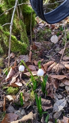 Leucojum vernum