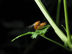 Psila