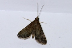 Piletocera macroperalis