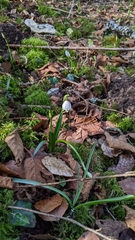 Leucojum vernum