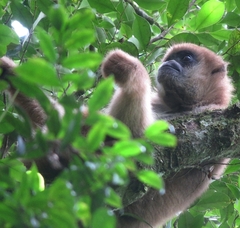 Brachyteles arachnoides