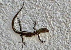 Cryptoblepharus africanus