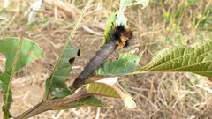 Borocera madagascariensis
