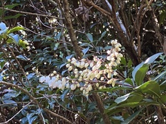 Pieris japonica taiwanensis