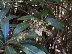Pieris japonica taiwanensis