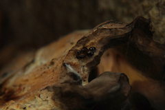 Dolichoderus quadripunctatus