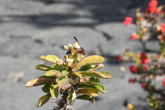 Delta dimidiatipenne
