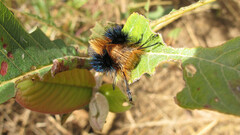 Borocera madagascariensis