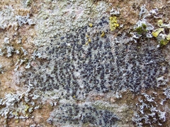 Lecidella