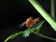 Psila