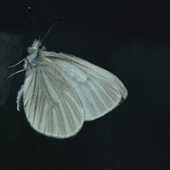 Pieris virginiensis