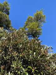 Rhododendron formosanum