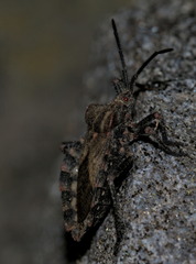 Spartocera
