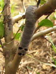 Borocera madagascariensis
