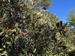 Rhododendron formosanum