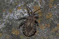 Spartocera