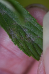 Podosphaera clandestina