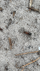 Formica rufa