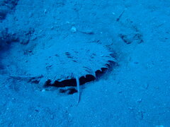 Pinctada margaritifera