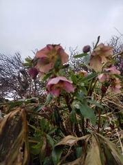 Helleborus