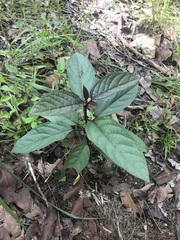 Clerodendrum longiflorum