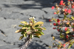 Delta dimidiatipenne