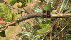 Borocera madagascariensis