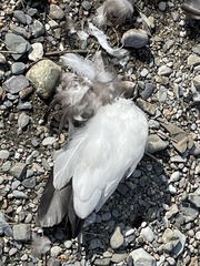 Somateria mollissima