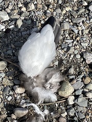 Somateria mollissima